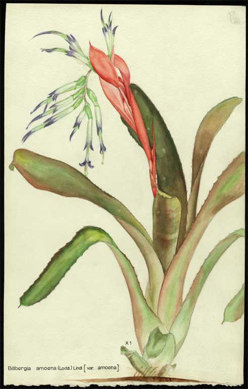 Billbergia amoena (Lodd) Lindl. (var.amoena) 