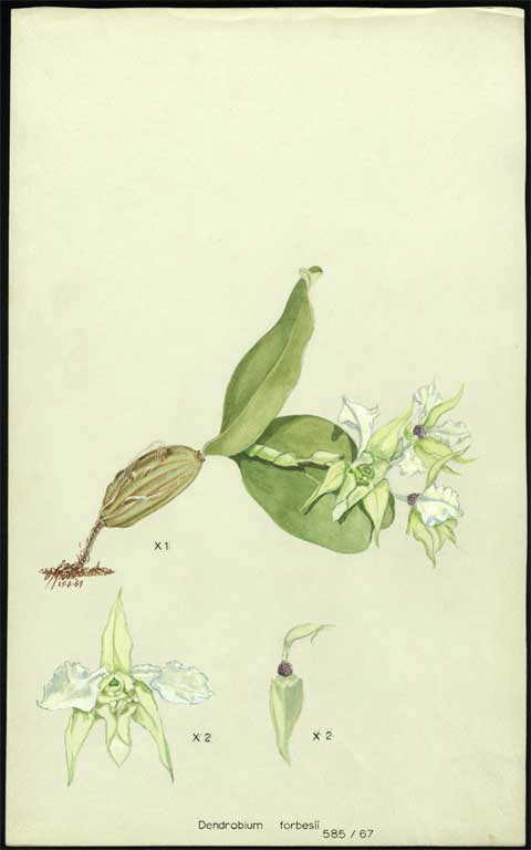 Dendrobium forbesii 
