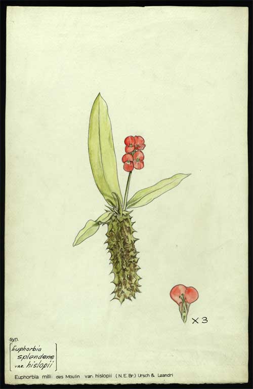 Euphorbia milii des Moulin var. hislopii (N.E. Br.) Ursch & Leandri Syn. [Euphorbia splendens var. hislopii] 