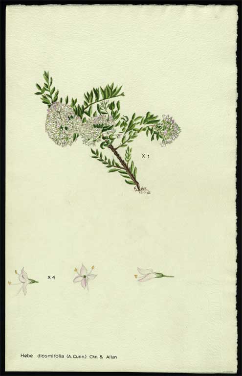 Hebe diosmifolia (A. Cunn.) 