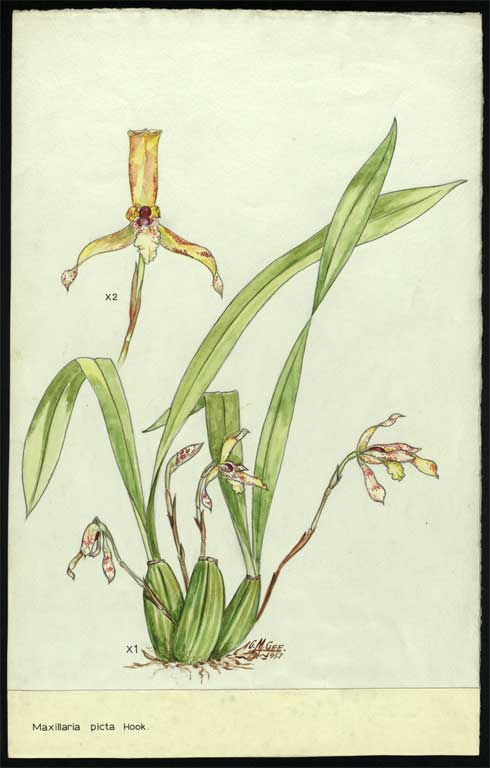 Maxillaria picta Hook 