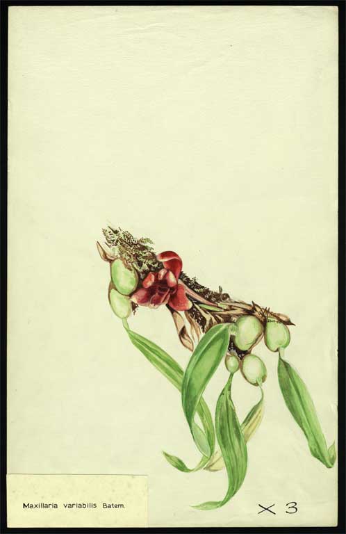 Maxillaria variabilis Batem. 