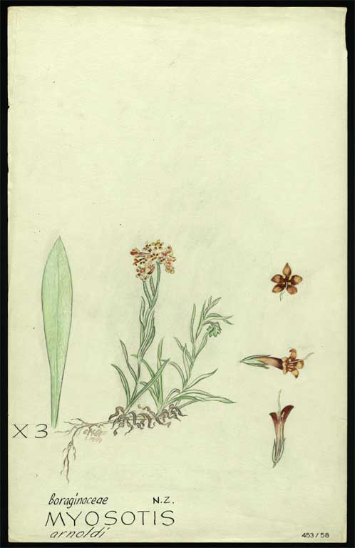 Boraginaceae Myosotis arnoldi 
