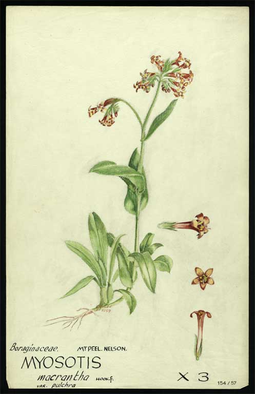 Boraginaceae Myosotis macrantha var. pulchra Hook. F 