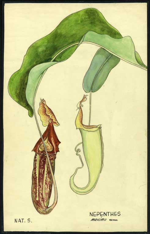 Nepenthes maxima Reinw. 