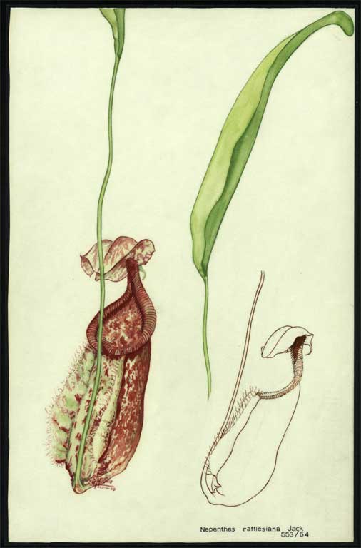 Nepenthes rafflesiana Jack 