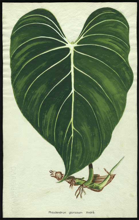 Philodendron gloriosum Andr. 