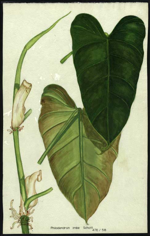 Philodendron imbe Schott. 