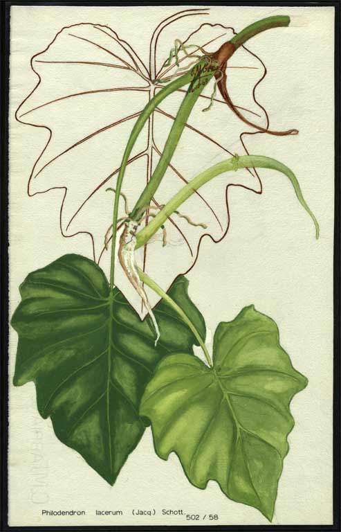 Philodendron lacerum (Jacq.) Schott. 
