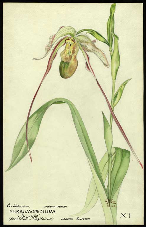 Orchidaceae Phragmopedilum X 'grande' (P.caudatum x longifolium) Ladies slipper 