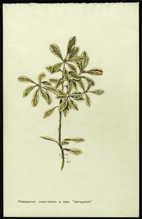 Pittosporum crassifolium A. Cunn. 'Variegatum' 