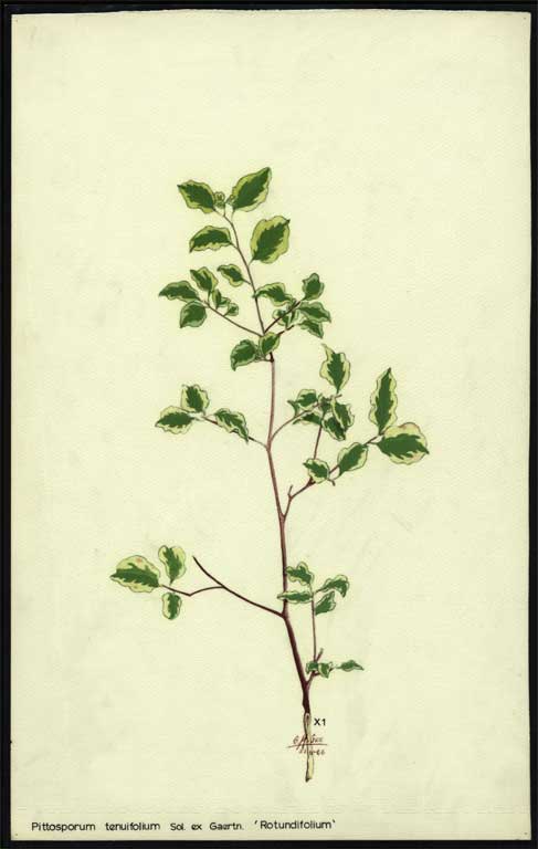 Pittosporum tenuifolium sol. Ex Gaertn. 'Rotundifolium' 