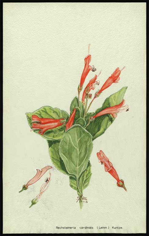 Rechsteineria cardinalis (Lehm) Kuntze 