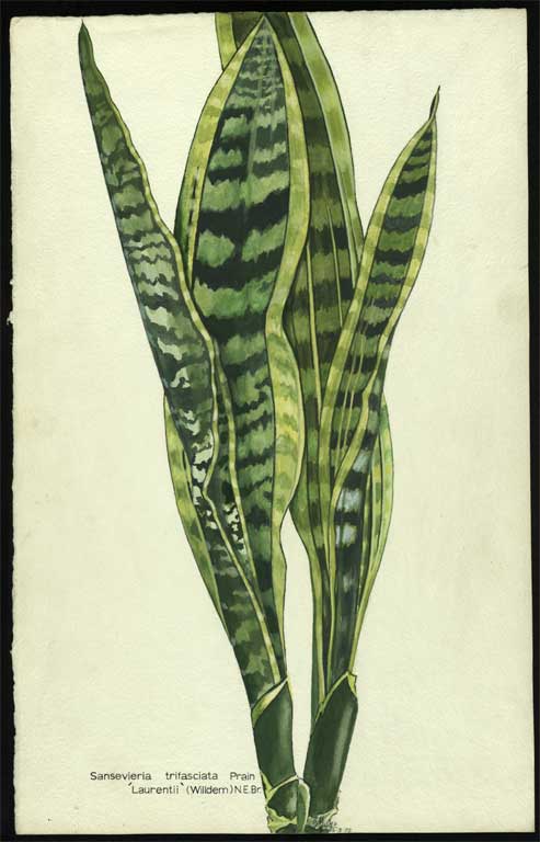 Sanseviera trifasciata Prain 'Laurentii' (Willdem) N.E.Br. 