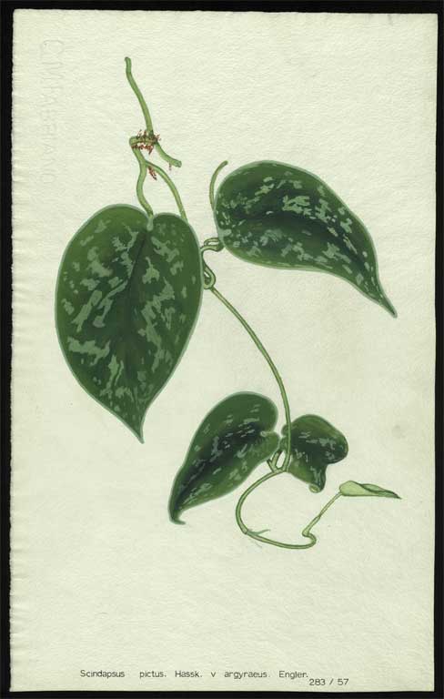 Scindapsus pictus. Hassk.v argyraeus. Engler. 
