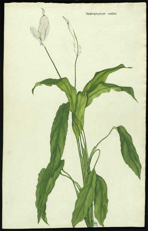 Spathiphyllum wallisii 