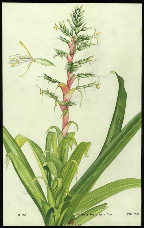 Vriesia imperialis Carr. 