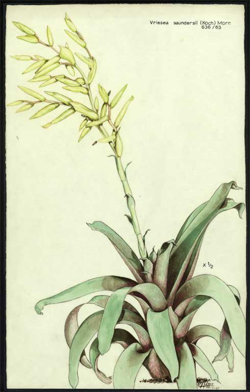 Vriesea saundersii (Koch) Morr. 
