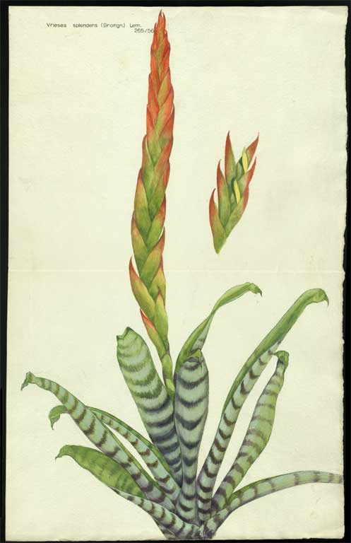 Vriesea splendens (Brongn.) Lem. 