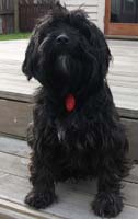 Ashtyn's dog Montee