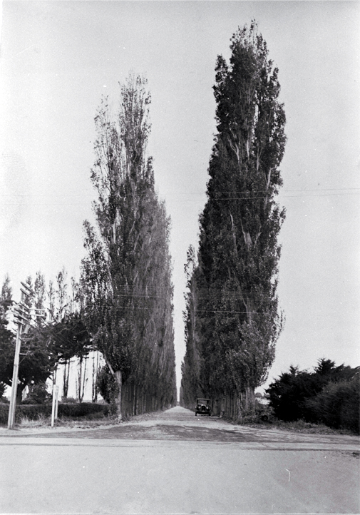 A car on the poplar tree lined Beach Road that leads to Pines and Kairaki Beaches from Kaiapoi 