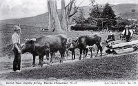 A bullock team used to sleigh fencing material, Banks Peninsula [1890?]