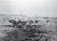 Ostrich farm, near Christchurch [ca. 1921]