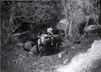 Parkinson's bullock team carting a tank to the Sign of the Packhorse, situated on Kaituna Saddle, Port Hills, Christchur