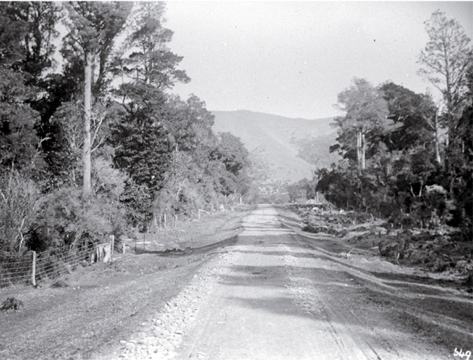 A road running through Peel Forest, South Canterbury 