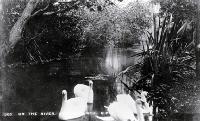 Swans on the river Avon, Christchurch [ca. 1910]
