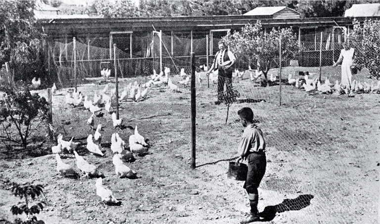 Poultry raising and egg production in Canterbury : pens of pullets at Fazackerley's poultry farm, Sockburn, Christchurch.