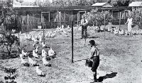 Poultry raising and egg production in Canterbury : pens of pullets at Fazackerley's poultry farm, Sockburn, Christchurch. [1926]