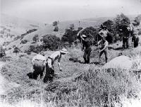 Grass seeders threshing, Banks Peninsula [ca. 1900]