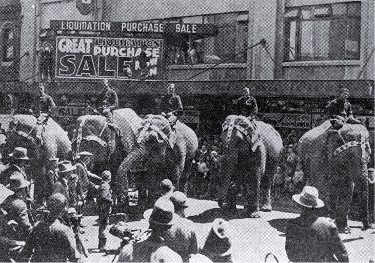 Circus elephants on parade, Colombo Street, Christchurch 