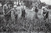 Womens Land Army plots, Abberley Park, St Albans