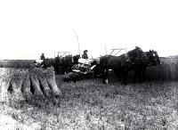 Reaping and binding wheat on the Moderate farm, Bennetts district, Canterbury [between 1901 and 1905]