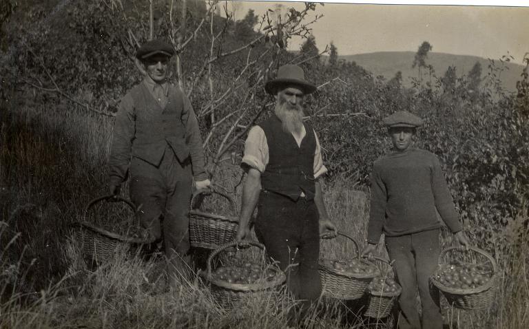 Carrying fruit down the hillside to the packing shed