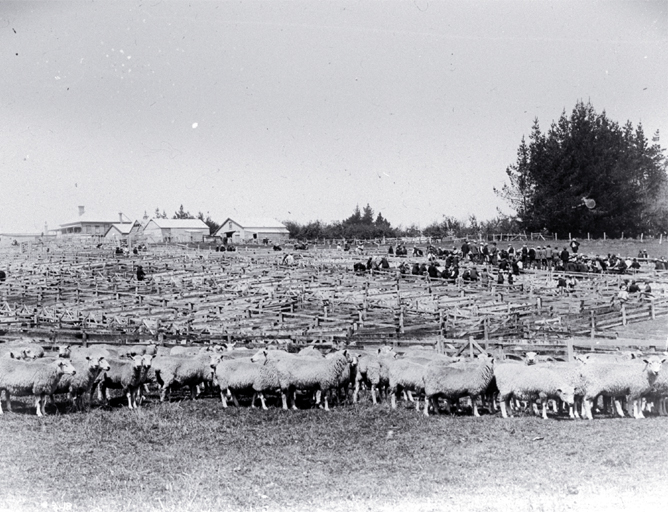 a sheep fair  saleyards  ca  1900   view more information