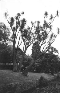 Tī Kōuka on the banks of Ōtākaro