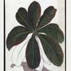 Hoffmannia discolour Hemsl