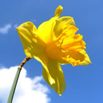daffodil