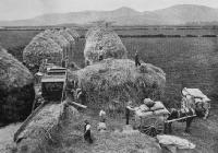 Threshing out a heavy crop of wheat near Christchurch