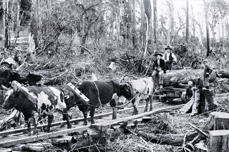 Workmen driving a team of bullocks with logs for construction of the North Island trunk railway 