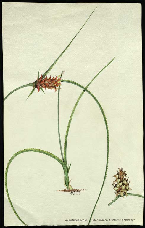 Acanthostachys strobilacea (Schult.f.) Klotzsch. 