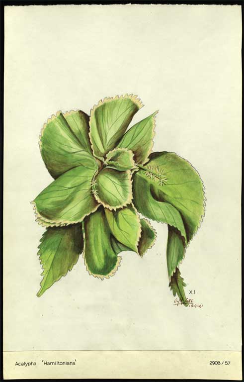 Acalypha 'Hamiltoniana' 