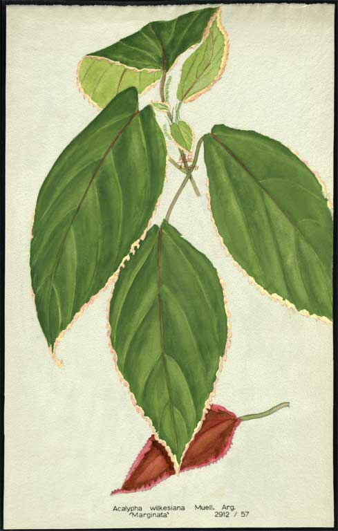Acalypha wilkensiana  Muell. Arg. 'Marginata' 
