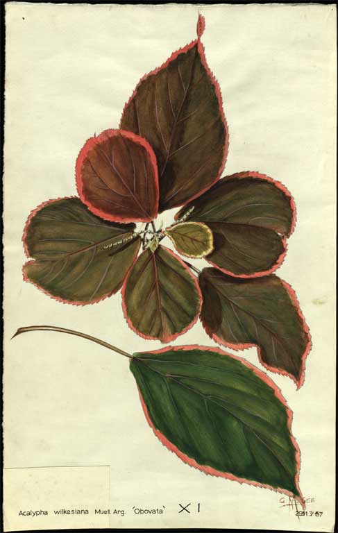 Acalypha wilkesiana  Muell. Arg. 'Obovata' 