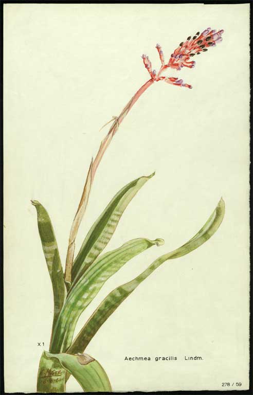 Aechmea gracilis Lindm 
