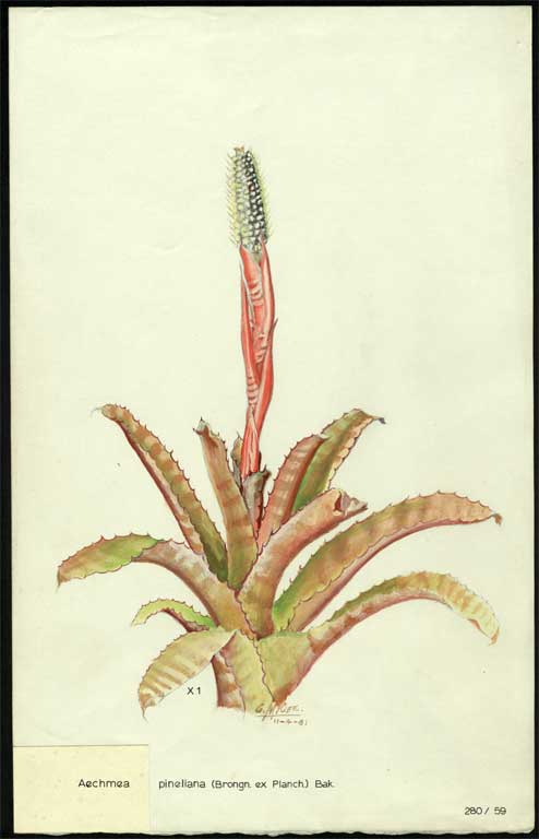 Aechmea pineliana (Brongn ex Planch.) Bak. 