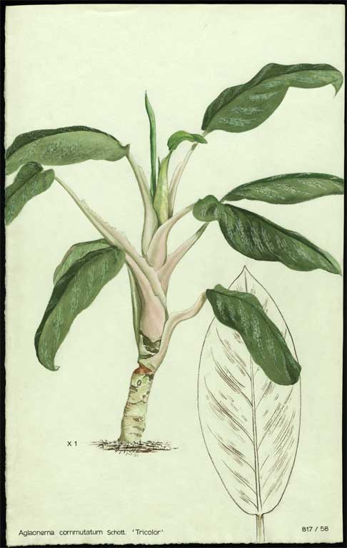 Aglaonema commutatum Schott. 'Tricolor' 